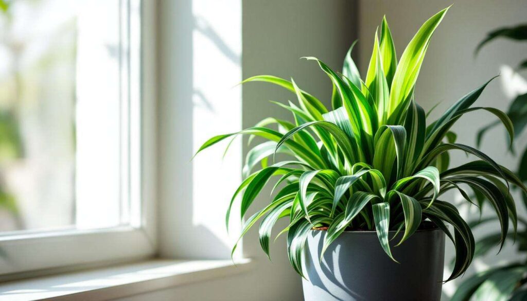 Graslelie: waarom plantkundigen deze kamerplant een luchtzuiverend wonder noemen