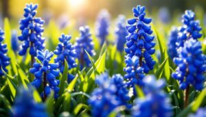 Druivenhyacint verwilderen in maart: waarom deze bol ideaal is voor luie tuiniers