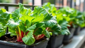 Snijbiet zaaien in maart: het veelzijdige gewas dat ook op een klein balkon gedijt