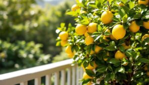 Citroenboom in pot: de kwekerstruc voor meer vruchten die weinig mensen kennen